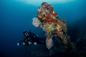 B L U E
USAT Liberty Wreck
Tulamben, Indonesia. March 2016 by Irwin Ang 